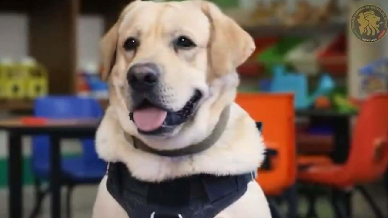 'Justicia': Perrito que brinda apoyo emocional en Fiscalía NL