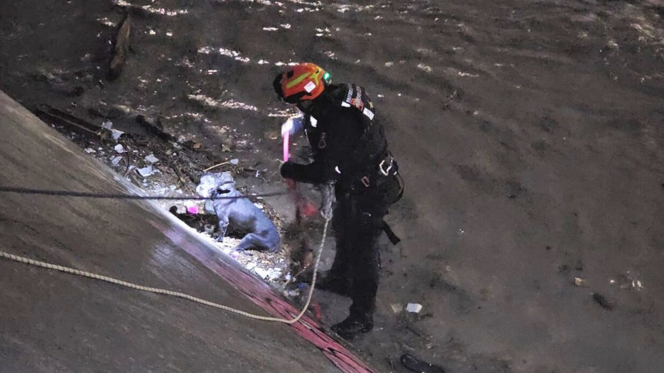Rescatan a perro atrapado en arroyo El Obispo en San Pedro