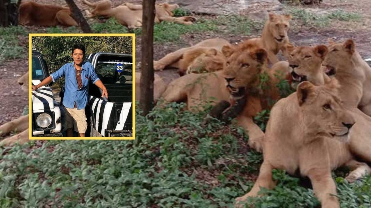 Leones atacan y matan a trabajador de zoológico frente a turistas