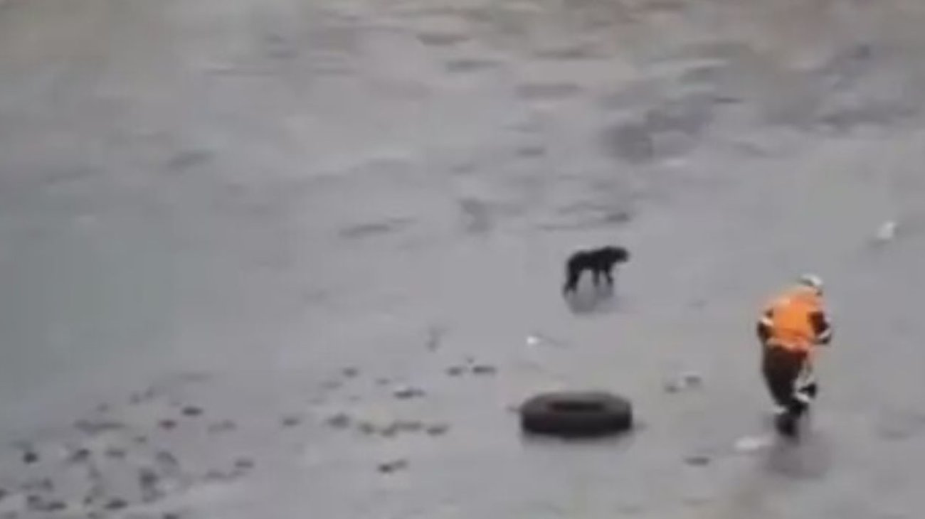 Hallan sin vida a policía que intentó rescatar a un perro en Lima