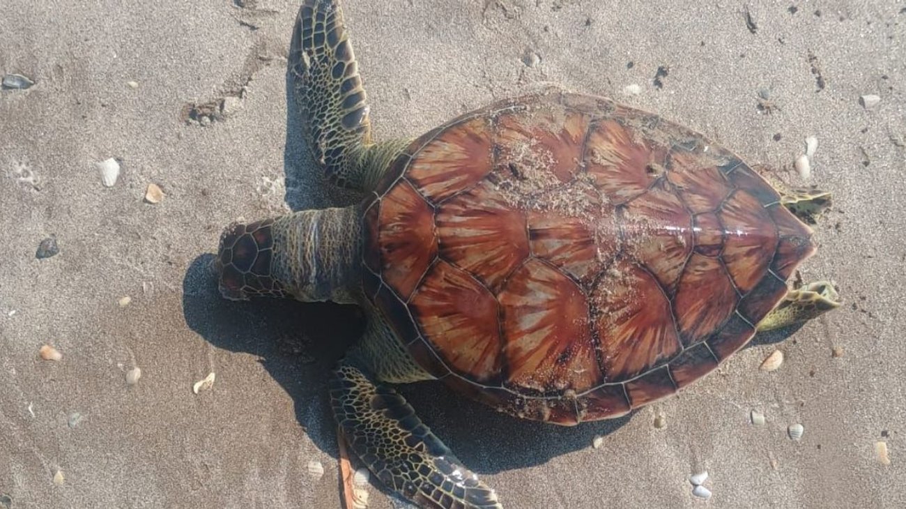 Camaroneros frente a Playa Bagdad dejan 18 tortugas varadas