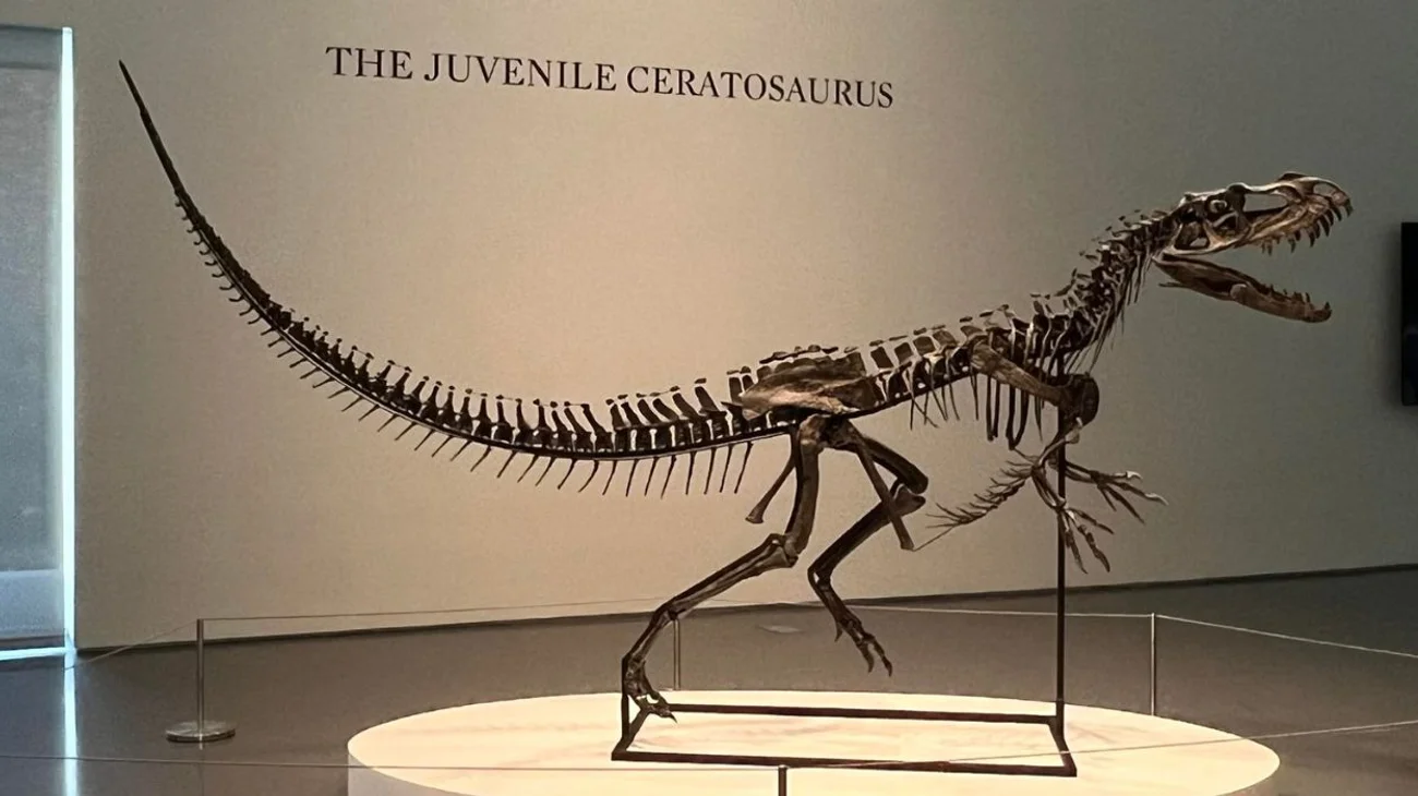 Un 'dinosaurio bebé' es la estrella en una subasta de Sotheby's