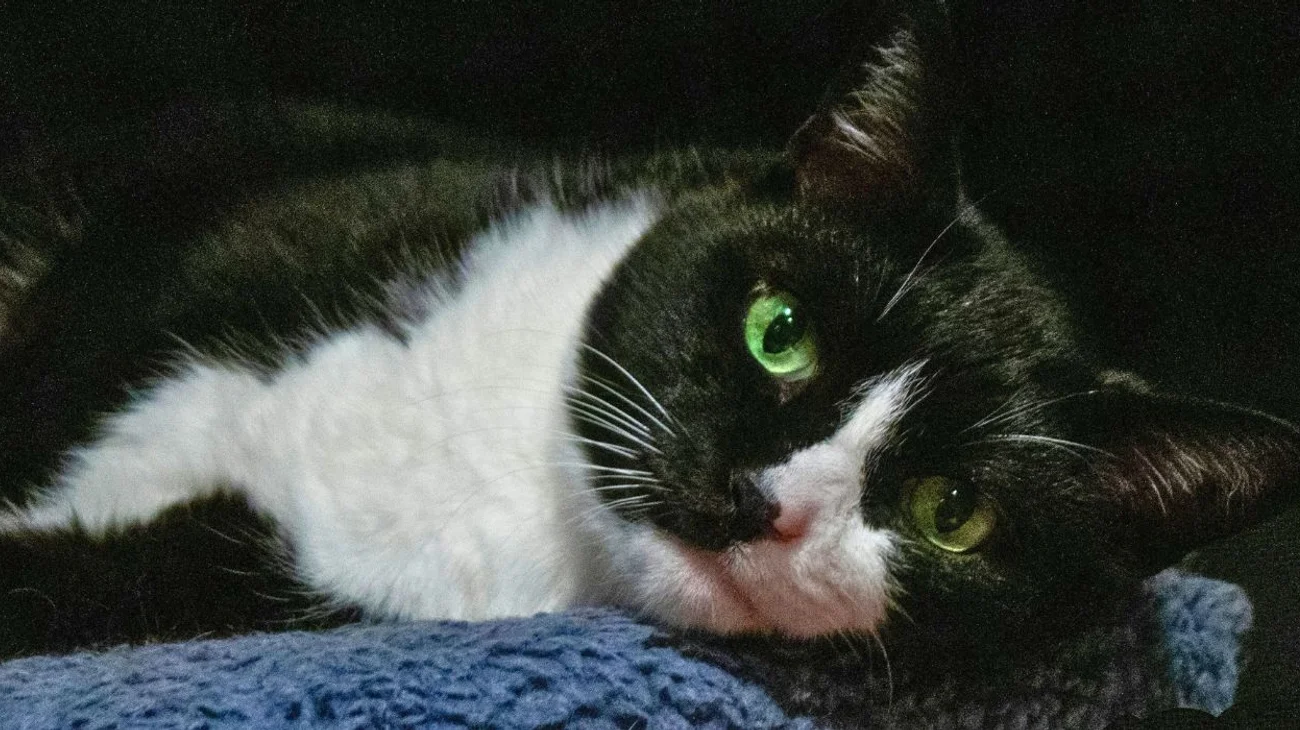 Acusan a estudiantes de hacer explotar a gatito en Guanajuato