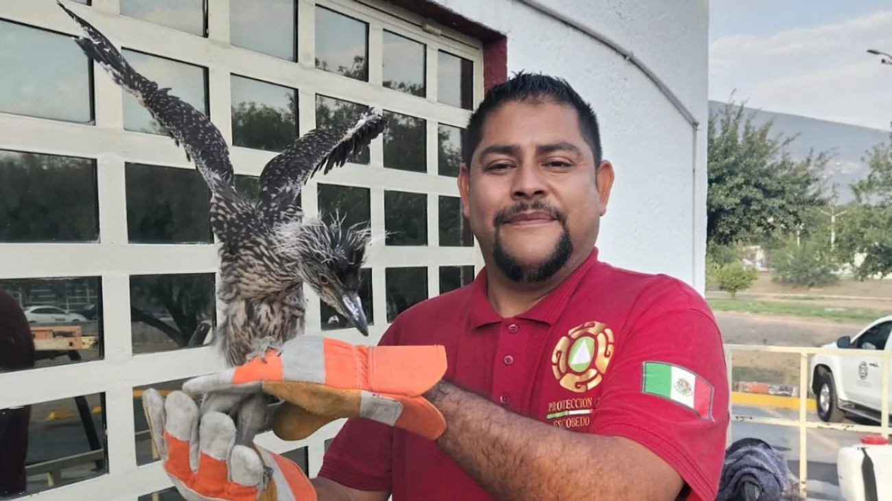 Auxilian a una garza que estaba tirada y sedienta en Escobedo
