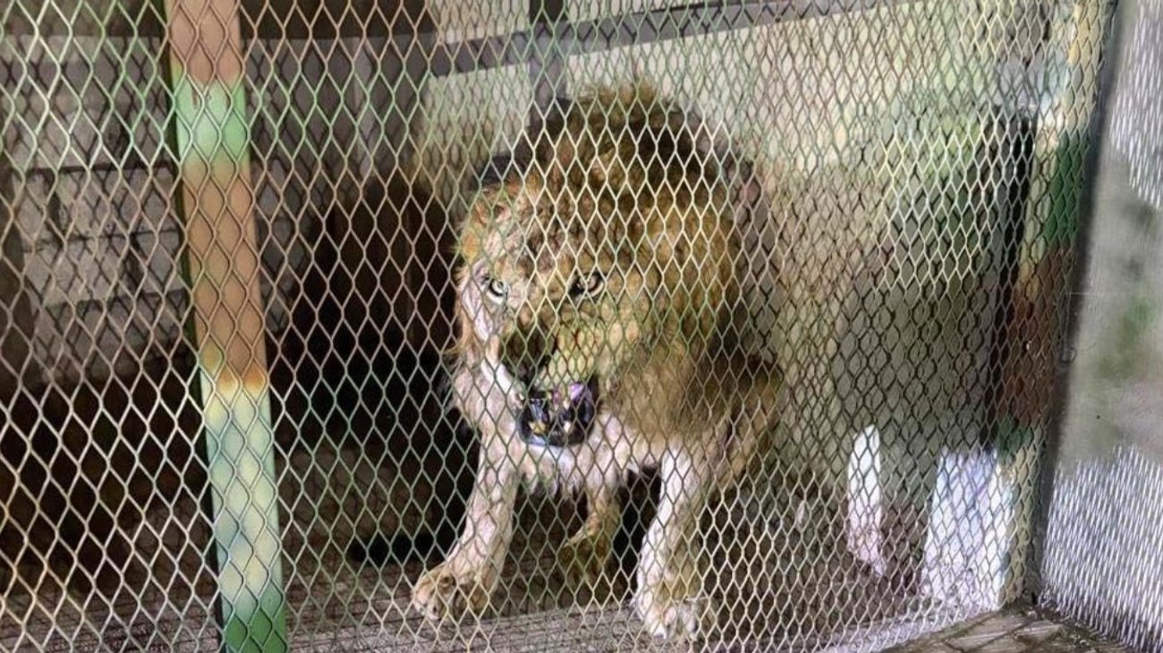 Rescatan león africano desnutrido en un predio de Jojutla