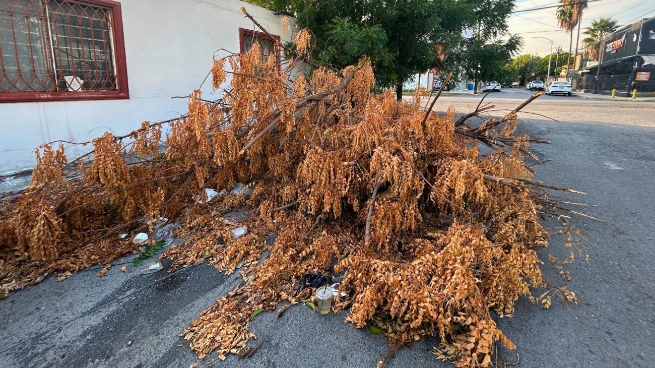Ramas de árbol llevan casi un mes tiradas en la colonia México