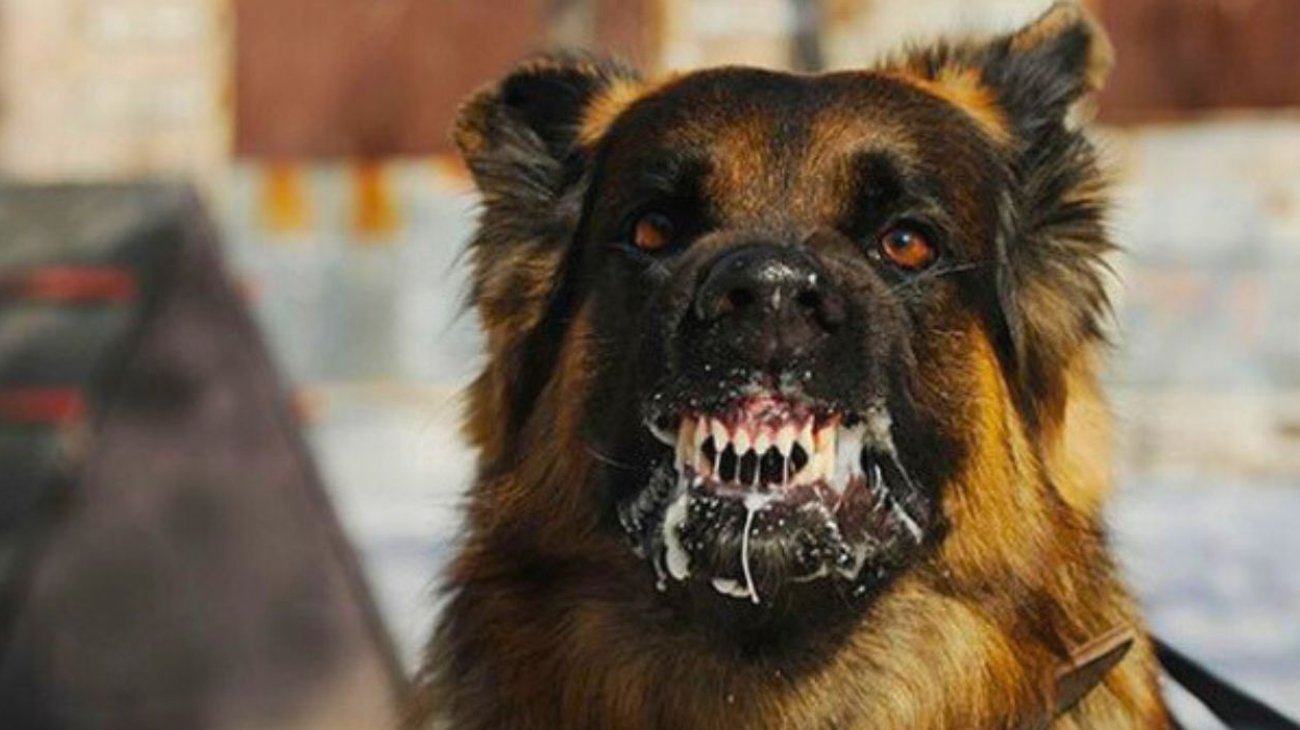 Muere adolescente presuntamente por rabia humana en Zacatecas