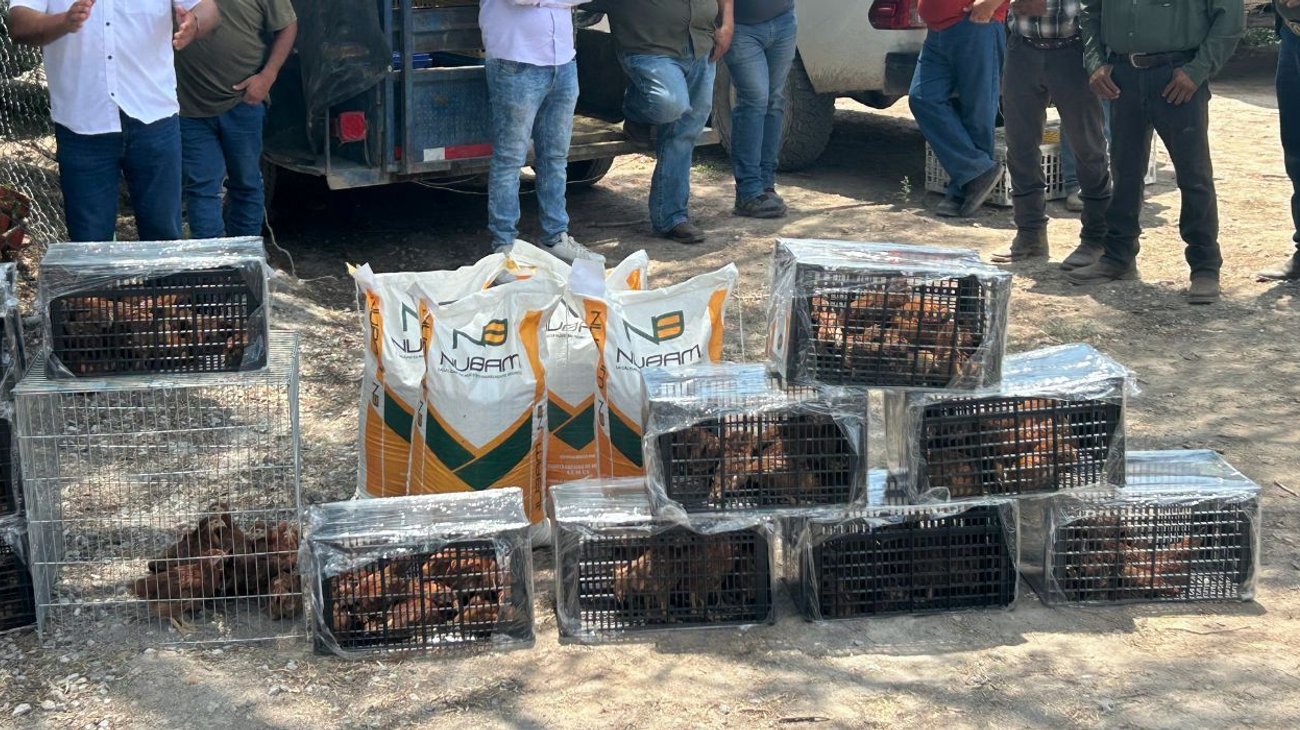 Entregan más de 30 mil aves a familias rurales de Ramos Arizpe