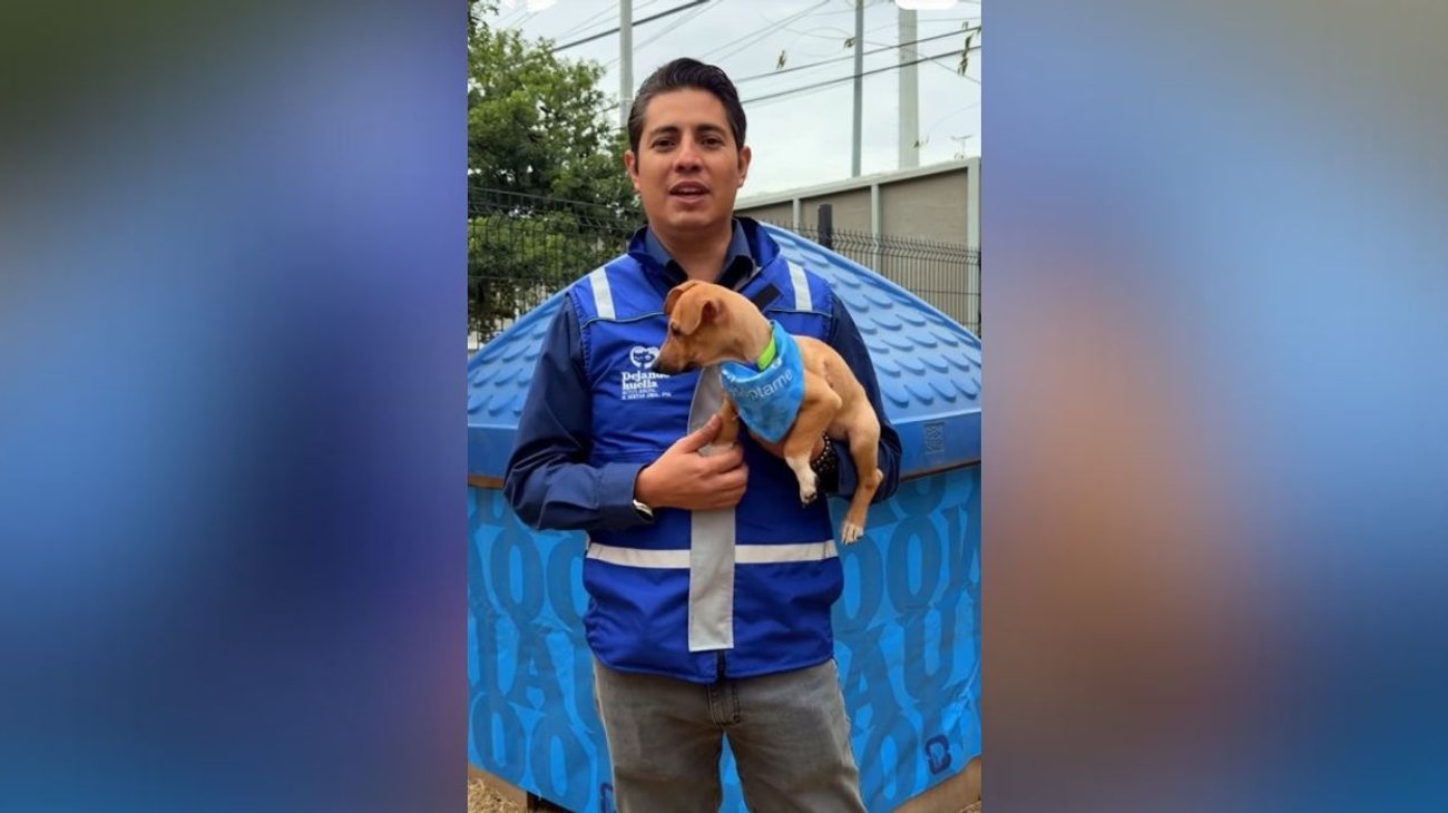 Pone San Pedro refugios temporales para gatos y perros 