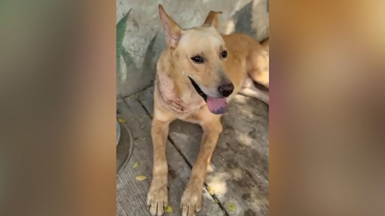 Preparan actualización del reglamento de bienestar animal