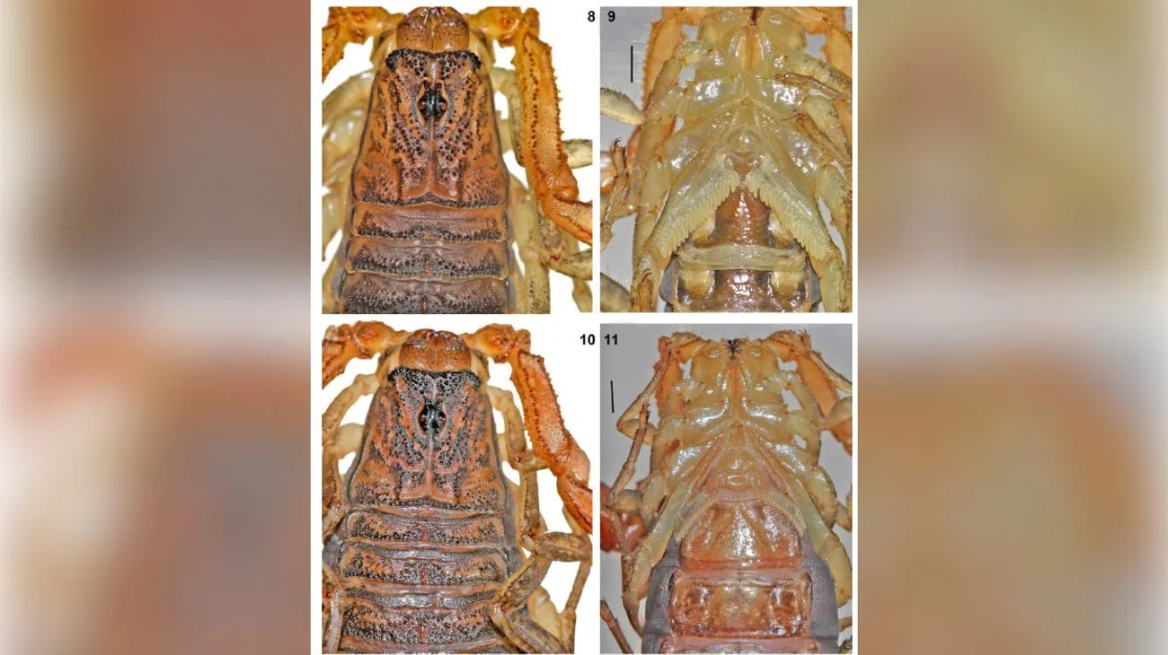 Descubren una nueva especie de escorpión de origen mexicano