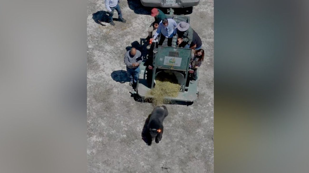 Regresa oso Tadeo a zona serrana de Nuevo León