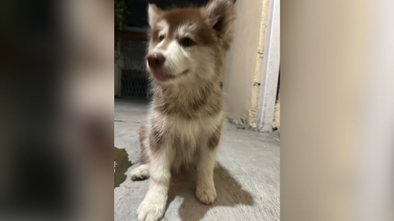 Piden ayuda para encontrar a la perrita Luna en Monterrey 