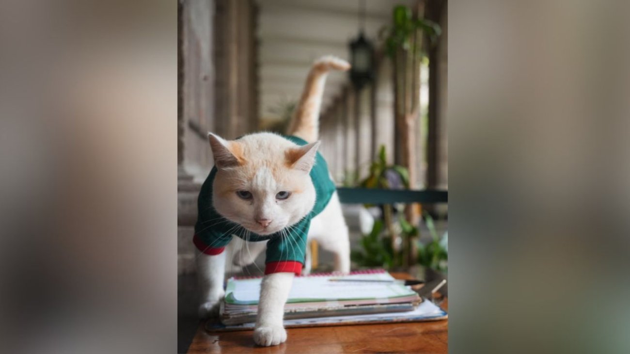 "Coco", el gato de Palacio Nacional, celebra triunfo de México