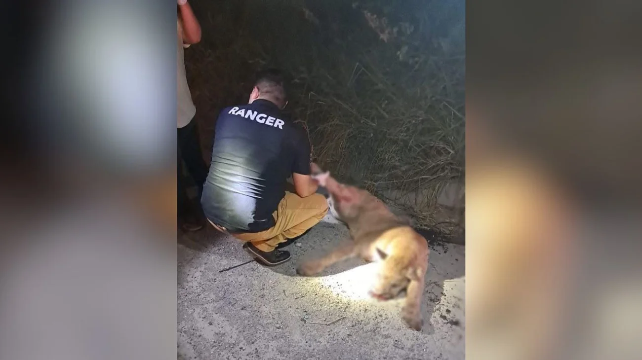 Hallan sin vida a un puma atropellado en la Carretera Nacional