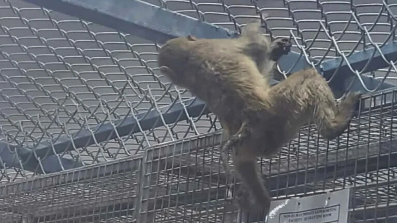 Investigan laboratorio en India por 'crueldad' con monos y perros