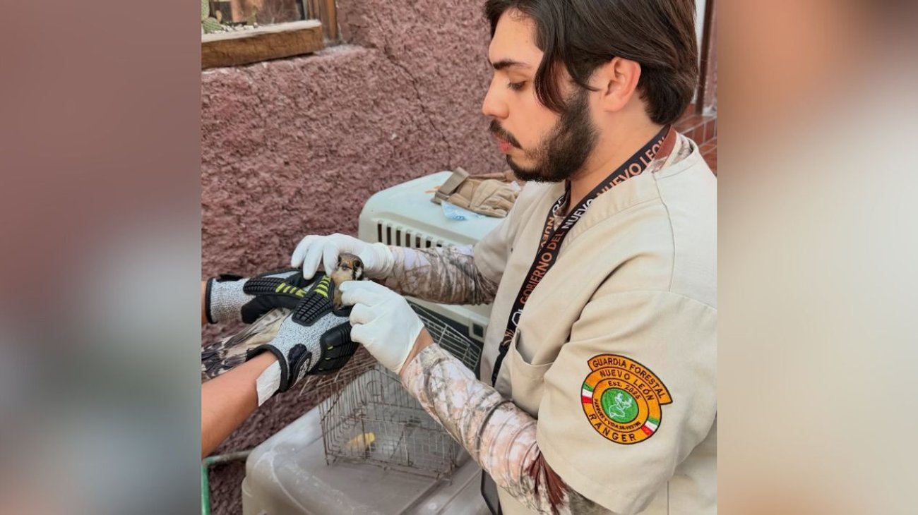 Rescatan cernícalo herido tras chocar con ventana en Monterrey