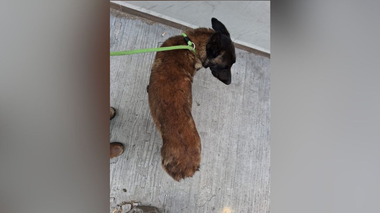 Investigan agresión con machete contra un perro en Apodaca