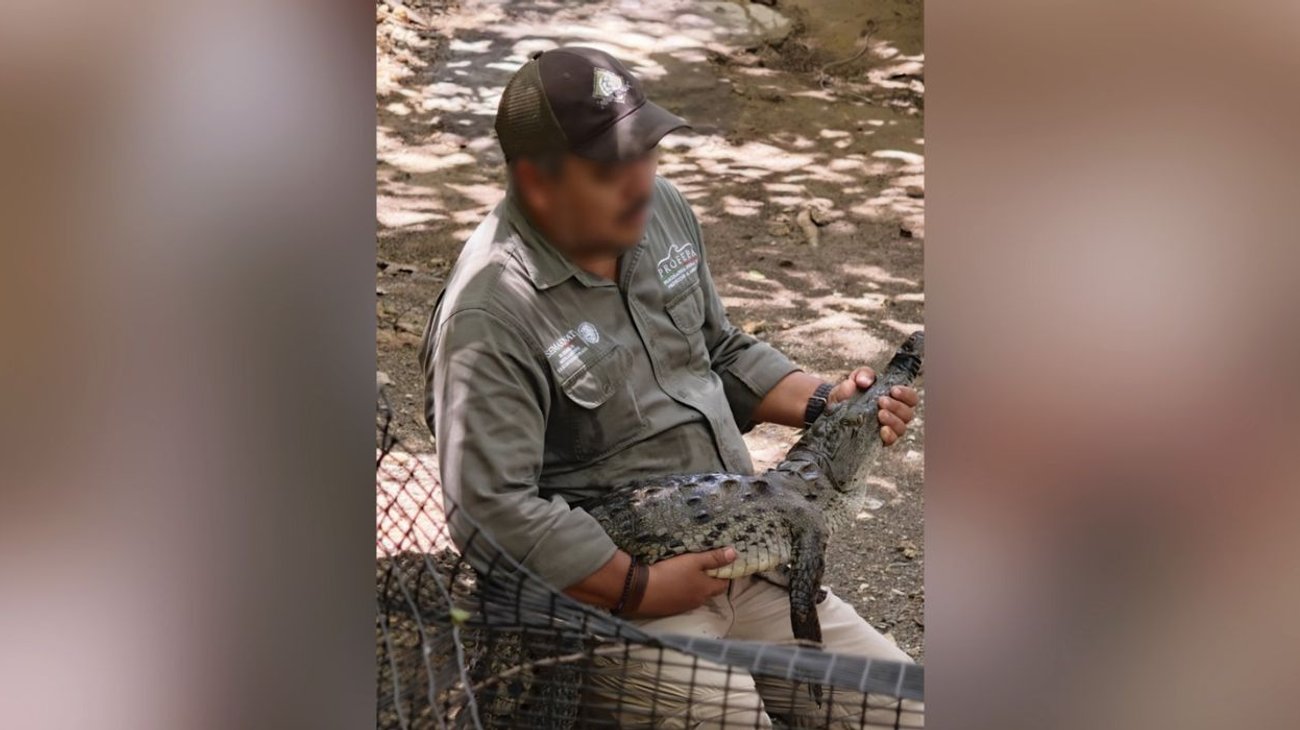 Reubica Profepa a 13 cocodrilos de río en el Cañón del Sumidero