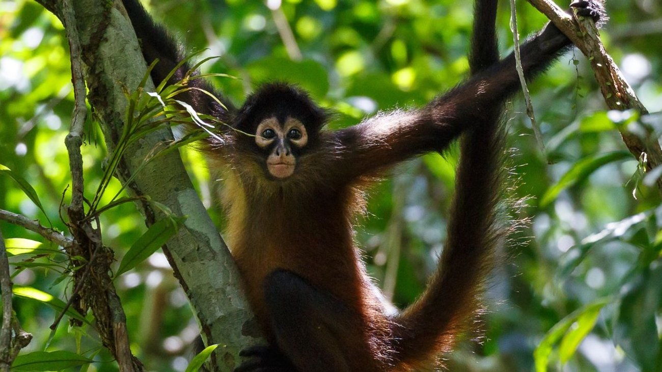 Descartan fuga de monos araña en Tamatán; fueron liberados