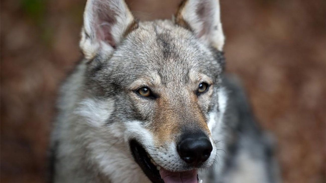Lobo mata a bebé de 3 meses; familia lo tenía como ¡mascota!