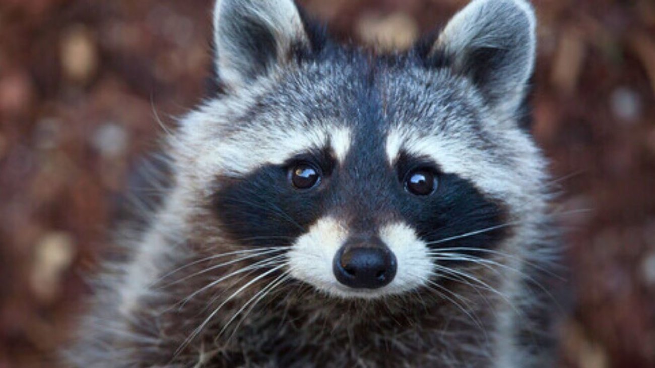 Mapache se emborracha en una licorería y se desmaya en el baño