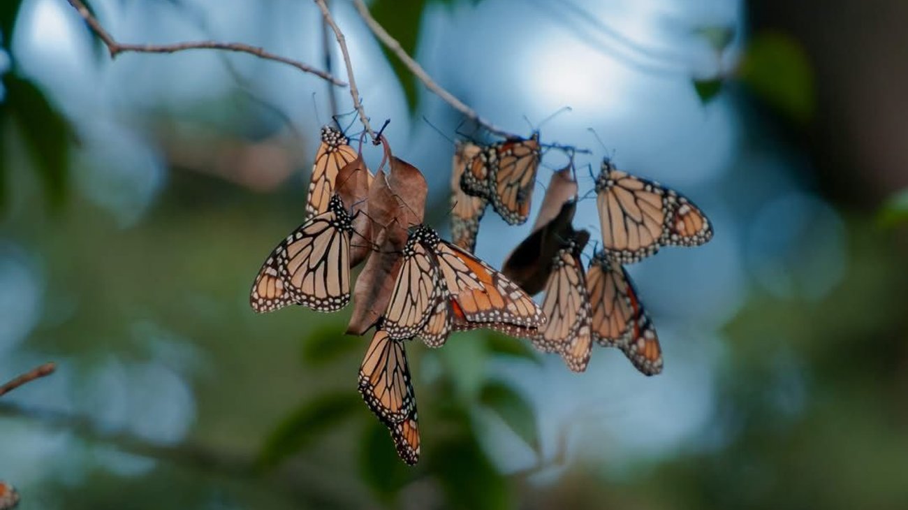 Registran paso de miles de mariposas monarca por Coahuila
