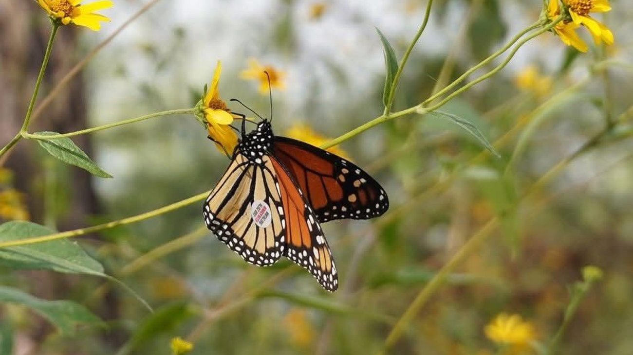 Ambientalistas registran paso de la mariposa monarca por Coahuila