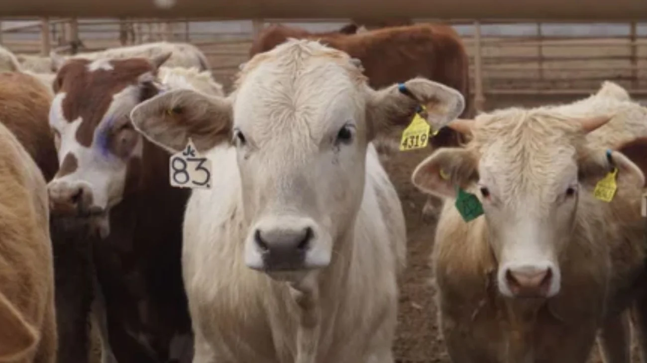 México no 'se subordina' sobre frenar importación de ganado a EUA