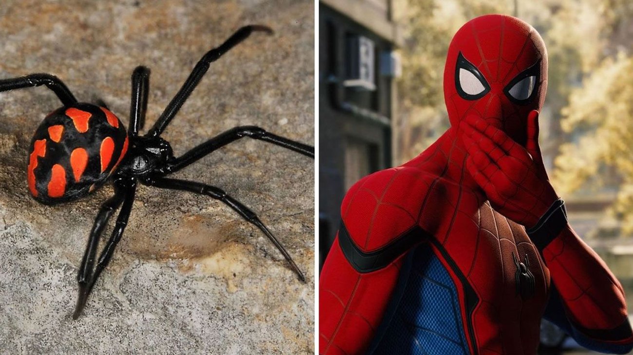 Niño se deja picar por viuda negra para ser el Hombre Araña