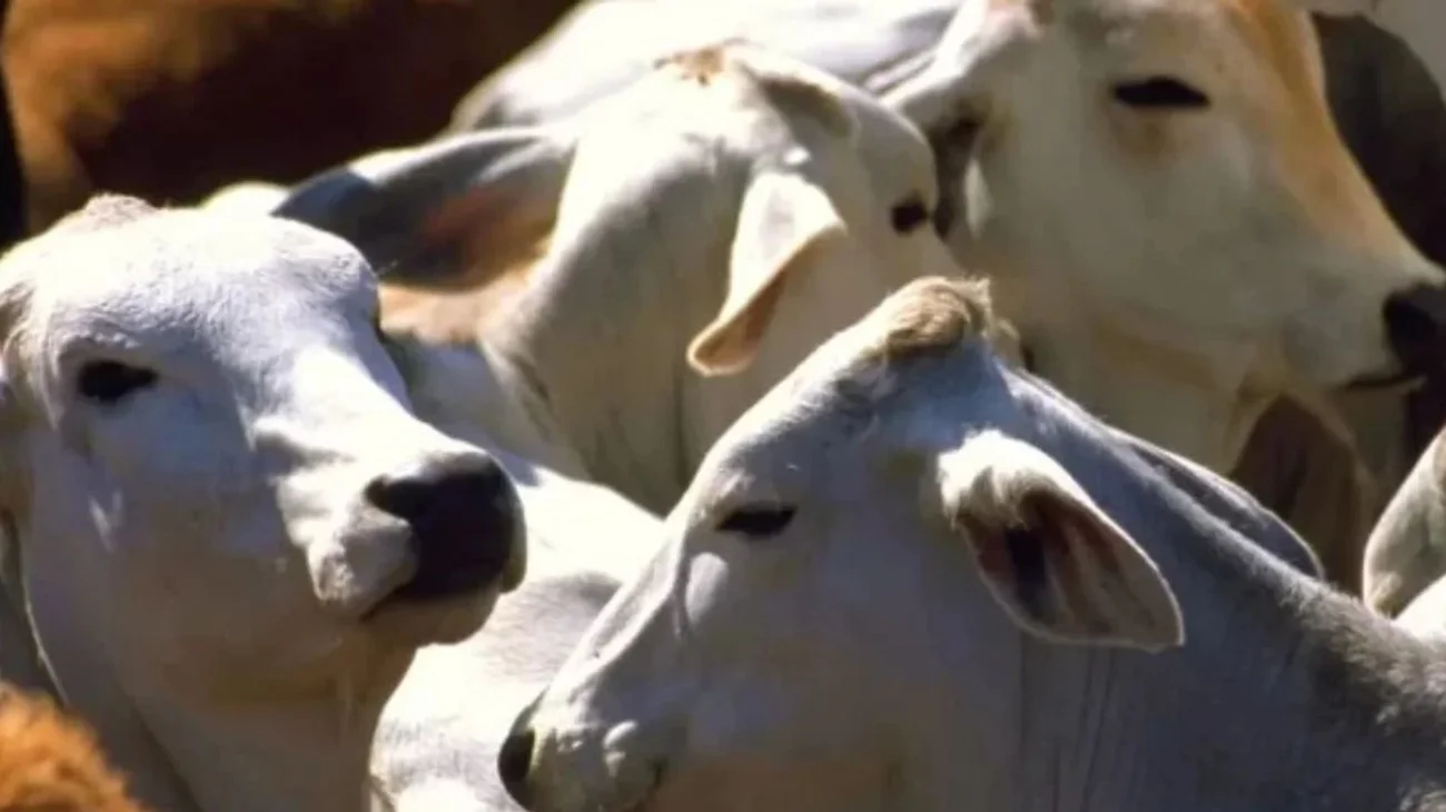Nuevo caso de gusano barrenador provoca cierre frontera con EUA