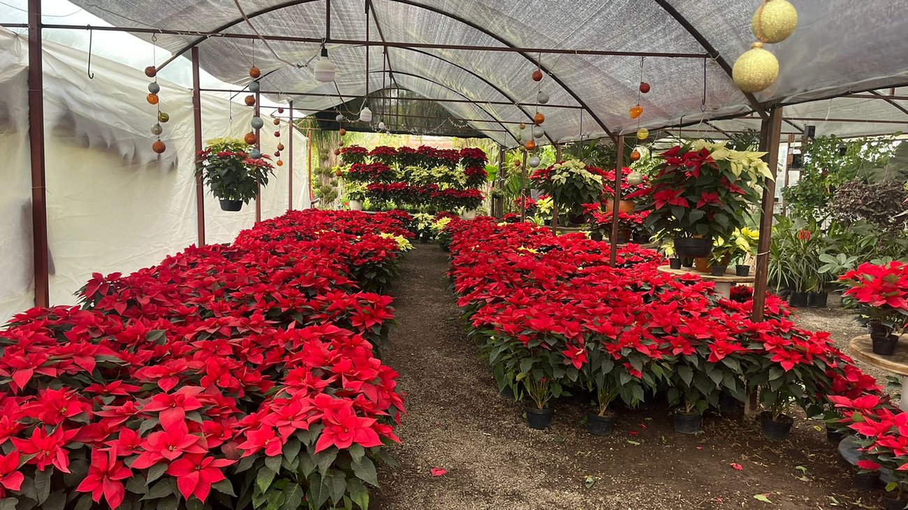 Inician viveros de Saltillo la venta de Nochebuenas por temporada