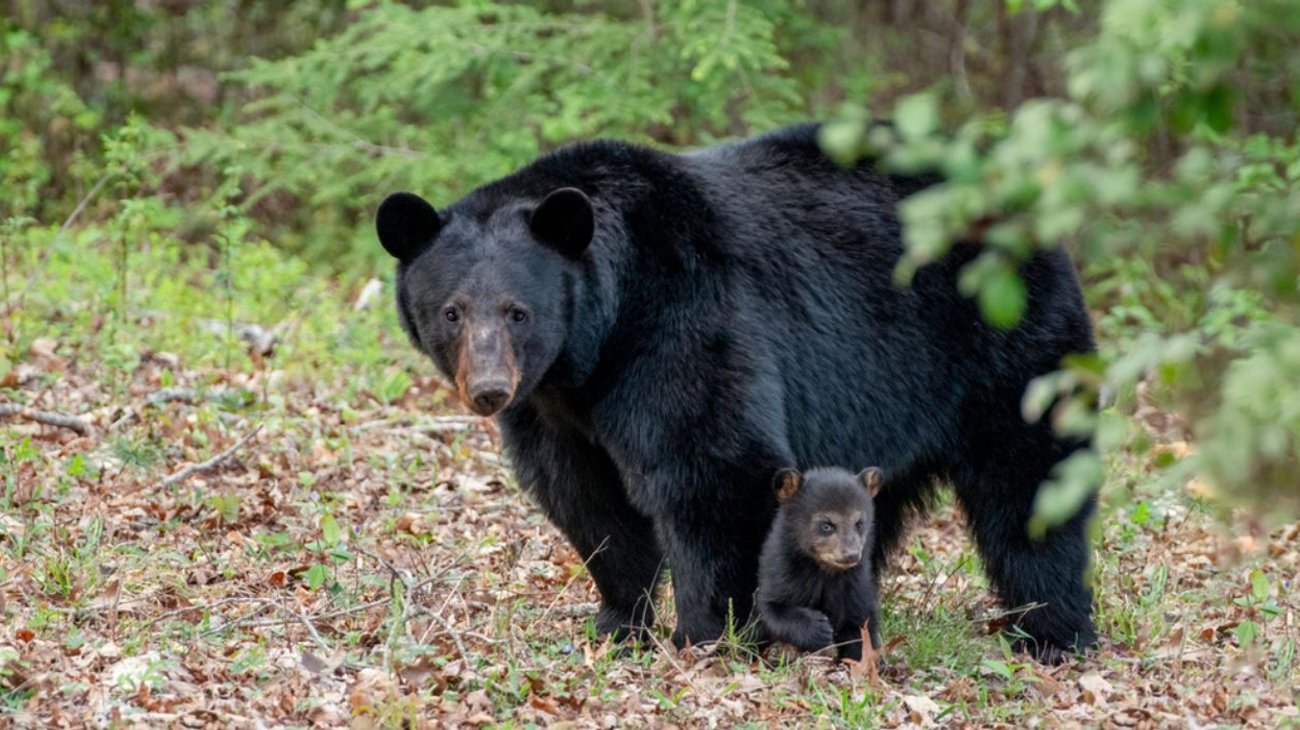 Demandan a Florida para impedir la primera cacería de osos negros
