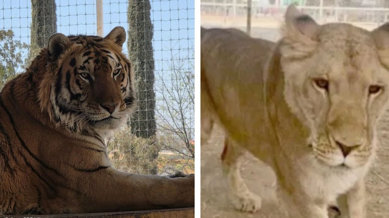 Bajo la lupa: mini zoológico en la cabecera municipal de Arteaga
