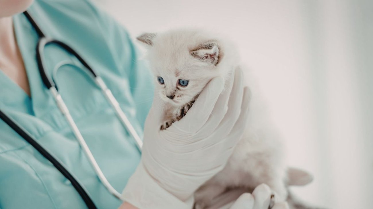 PLANTILLAS_WEB_EH_INFO_7_244e9e912d