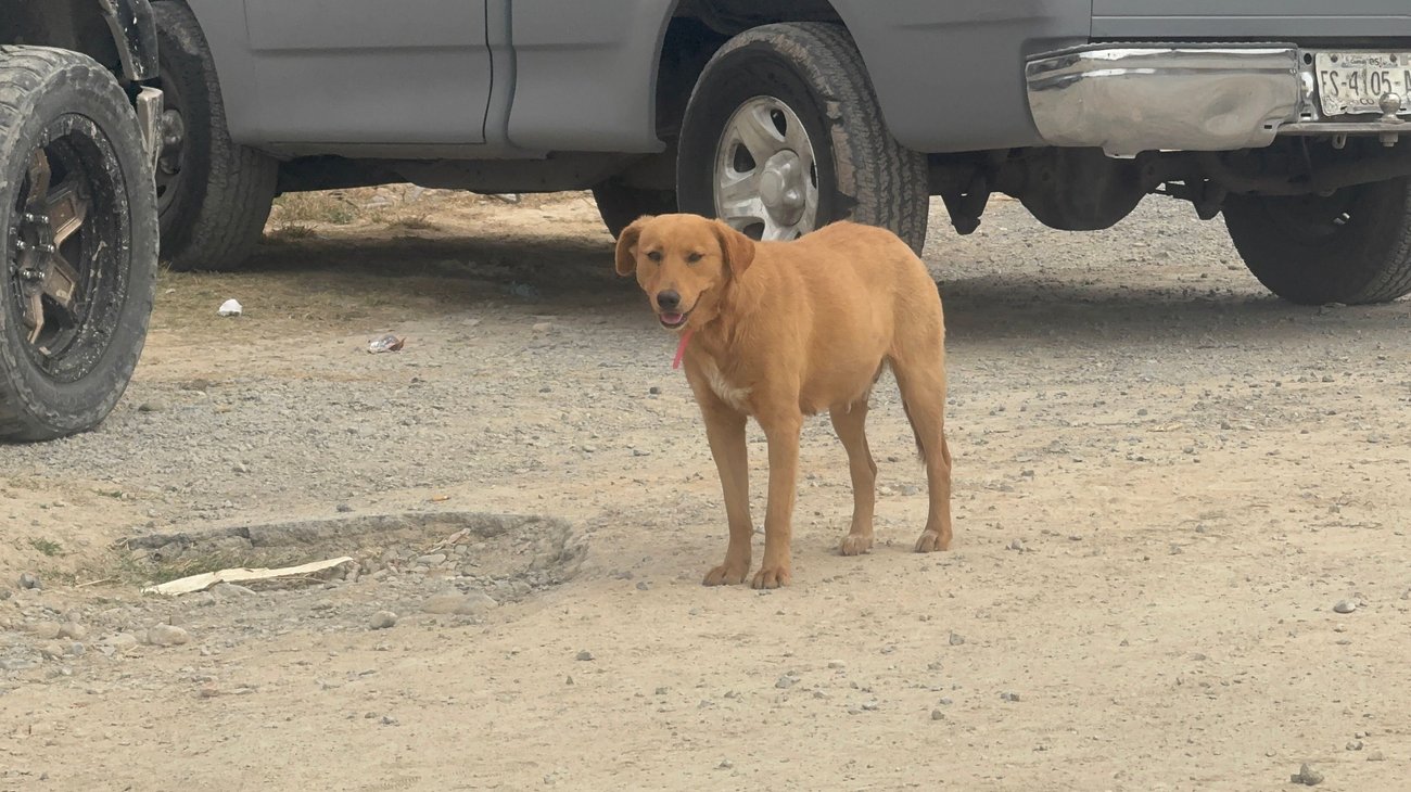 Refuerzan combate a la rickettsia en Coahuila tras sumar 6 casos