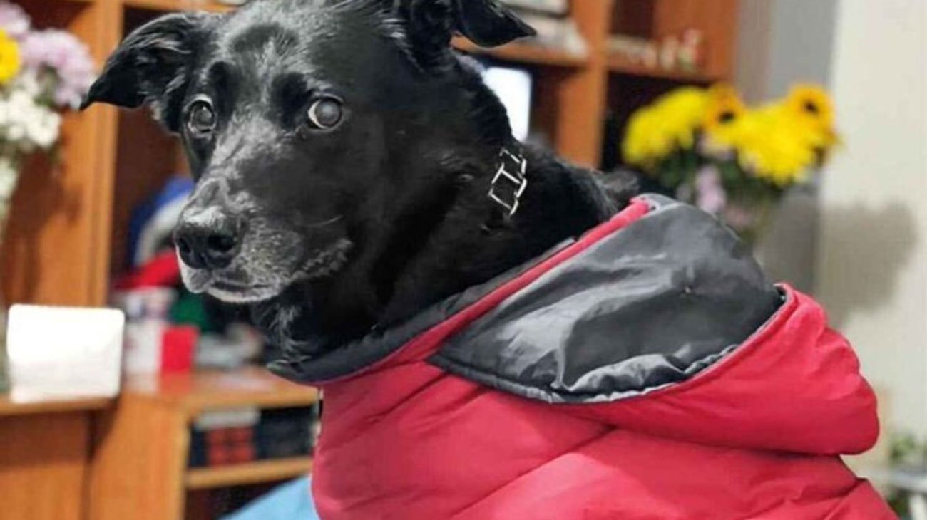 Viral: Mujer despierta del coma tras visita de su perro