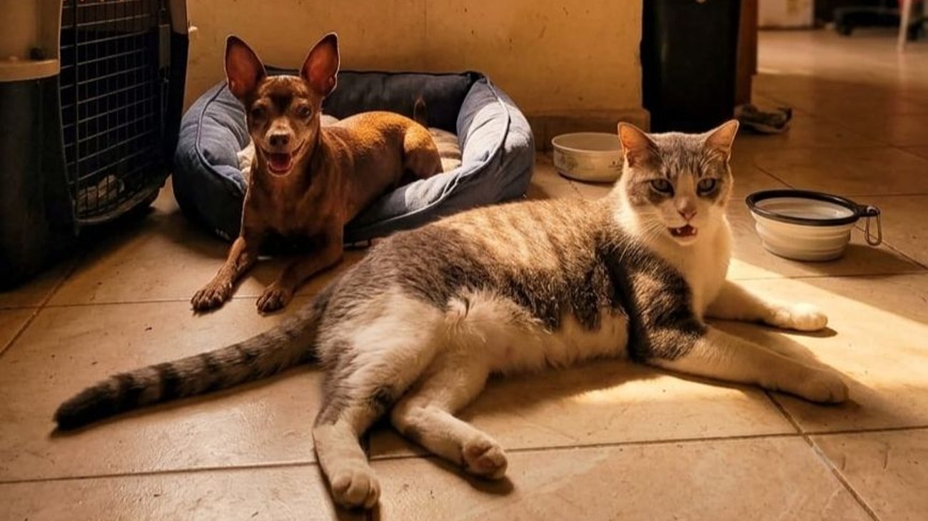 Así puedes cuidar a tus mascotas durante la canícula