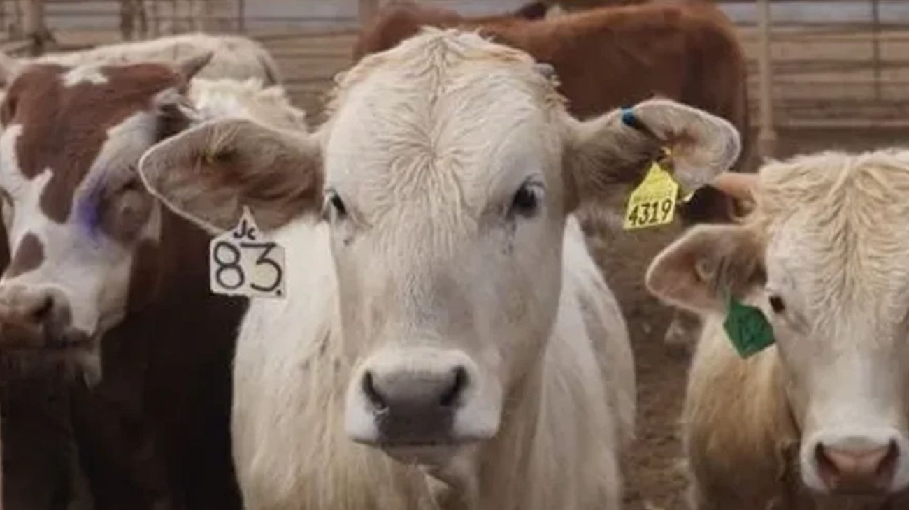 Piden parar importación de Centroamérica por gusano barrenador