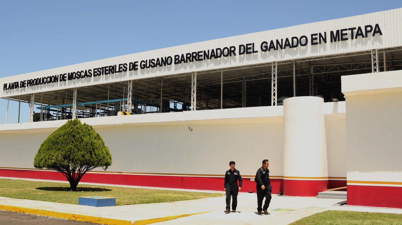 Planta de moscas estériles facilitará apertura fronteriza con EUA