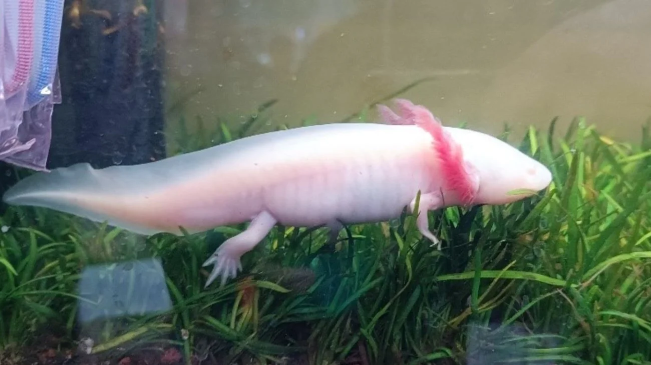 Clausura Profepa venta ilegal de fauna silvestre en Oaxaca