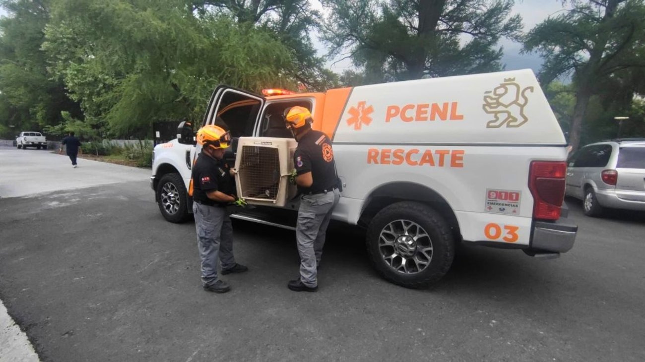 RESCATE_pecari_79c4a78c66
