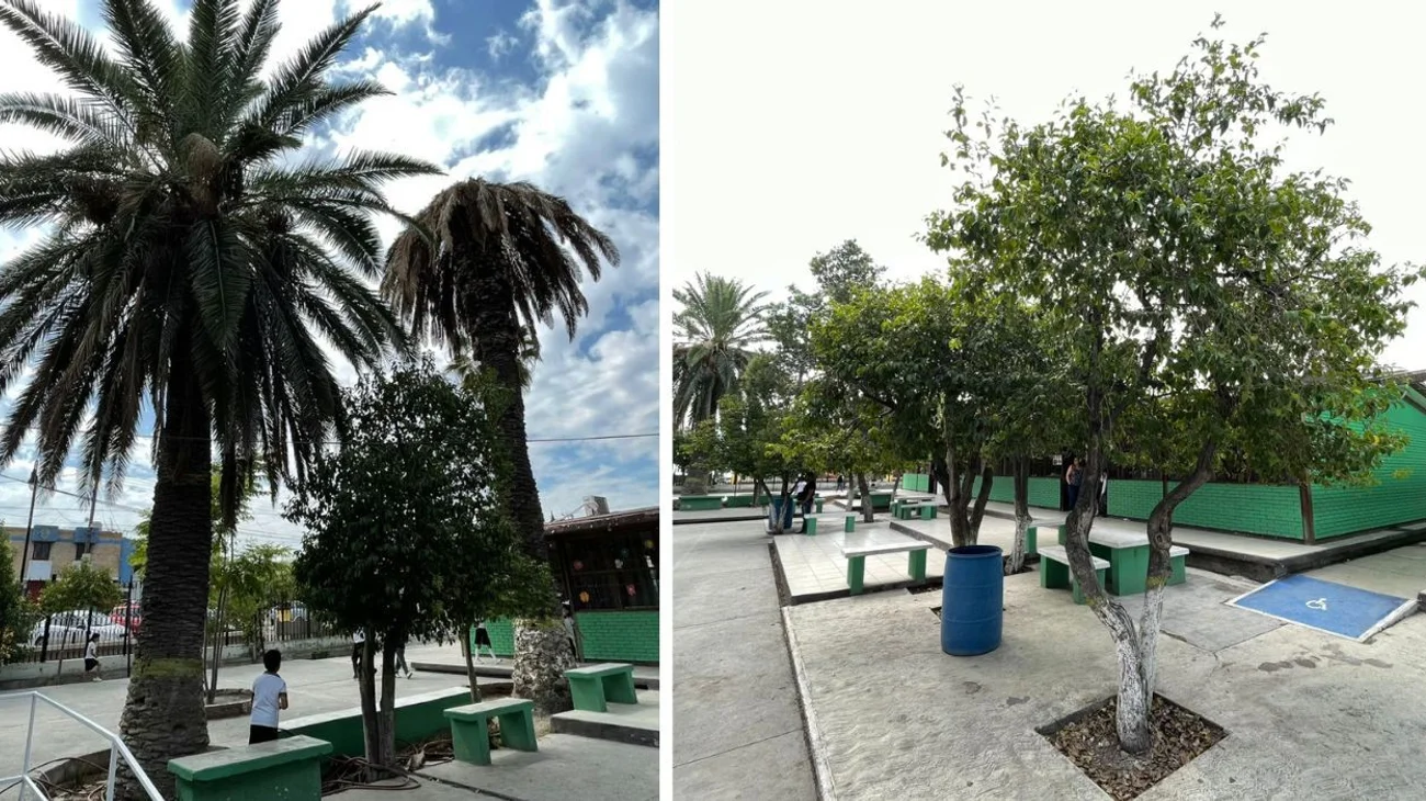 Ramos Arizpe plantará tres mil árboles en escuelas y colonias