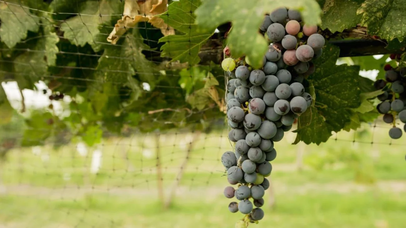 Ramos_Arizpe_se_alista_para_integrarse_a_la_Ruta_Vinos_y_Dinos_3975ffc995