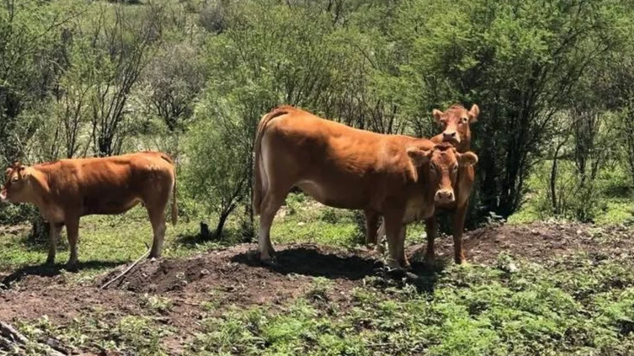 Refuerzan medidas sanitarias tras cierre de exportación de ganado