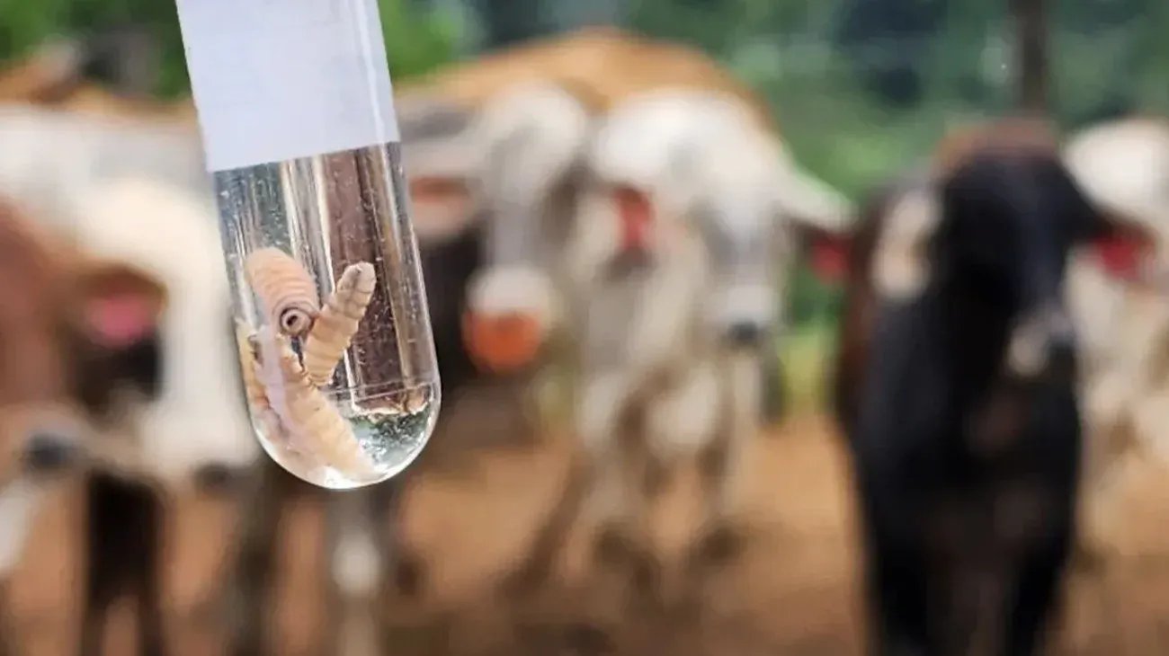 Reportan_75_nuevos_casos_de_miasis_por_gusano_barrenador_en_Yucatan_c974b2e0a9