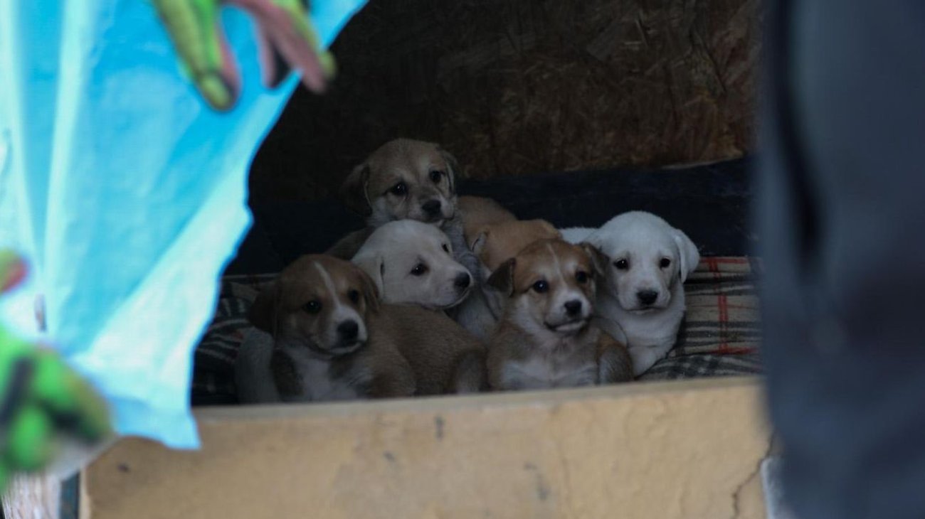 Rescatan_siete_cachorros_Apodaca_95479c0bdb