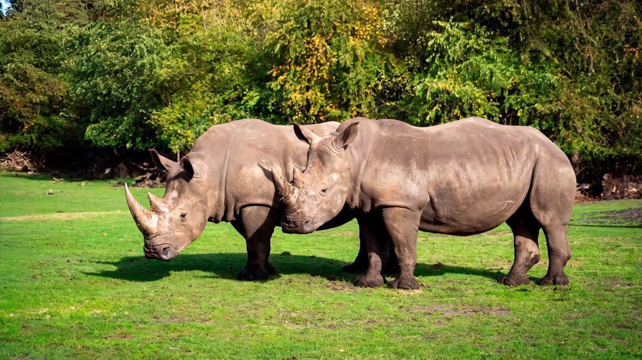 México recibe cuatro rinocerontes blancos para conservación