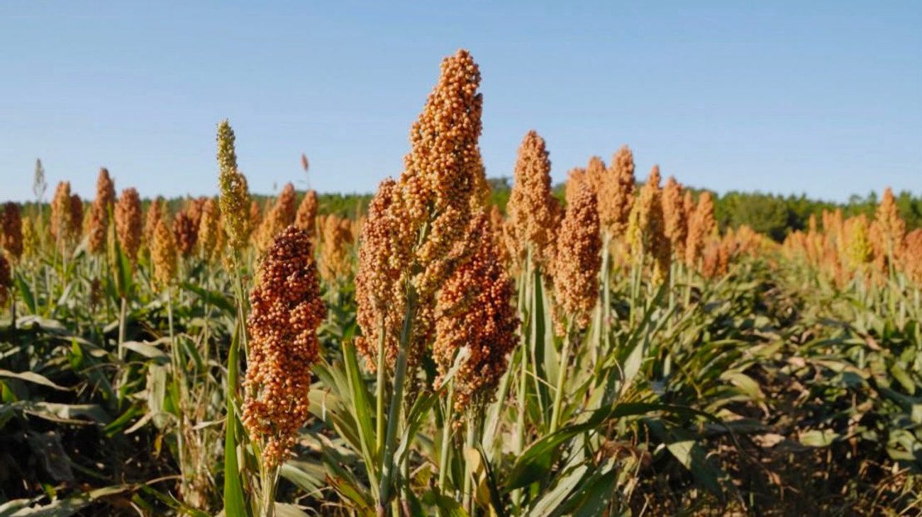 Tamaulipas apuesta por reconversión tras baja siembra de sorgo