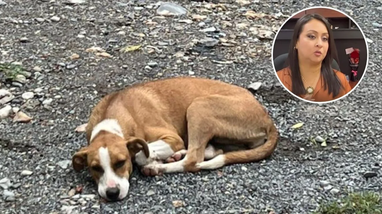 Salud alerta por falso personal que aplica vacuna antirrábica